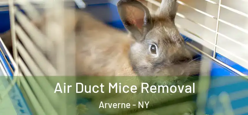Air Duct Mice Removal Arverne - NY