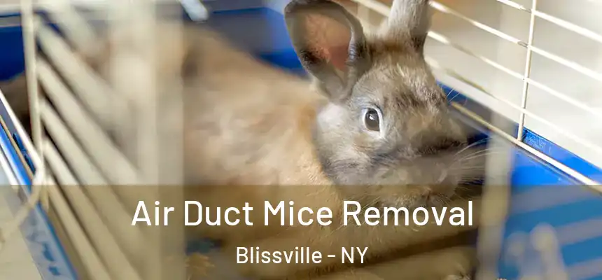  Air Duct Mice Removal Blissville - NY