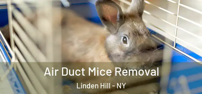  Air Duct Mice Removal Linden Hill - NY