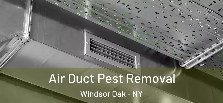 Air Duct Pest Removal Windsor Oak - NY