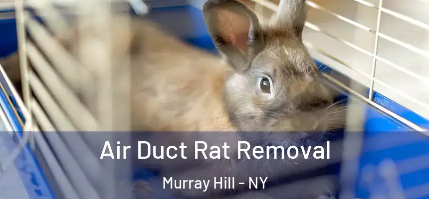  Air Duct Rat Removal Murray Hill - NY