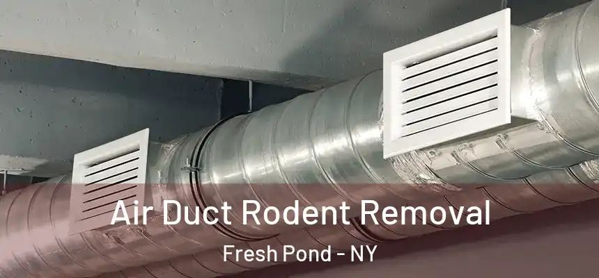 Air Duct Rodent Removal Fresh Pond - NY