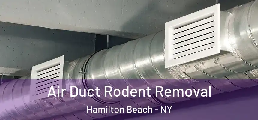 Air Duct Rodent Removal Hamilton Beach - NY