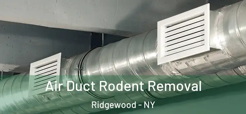 Air Duct Rodent Removal Ridgewood - NY
