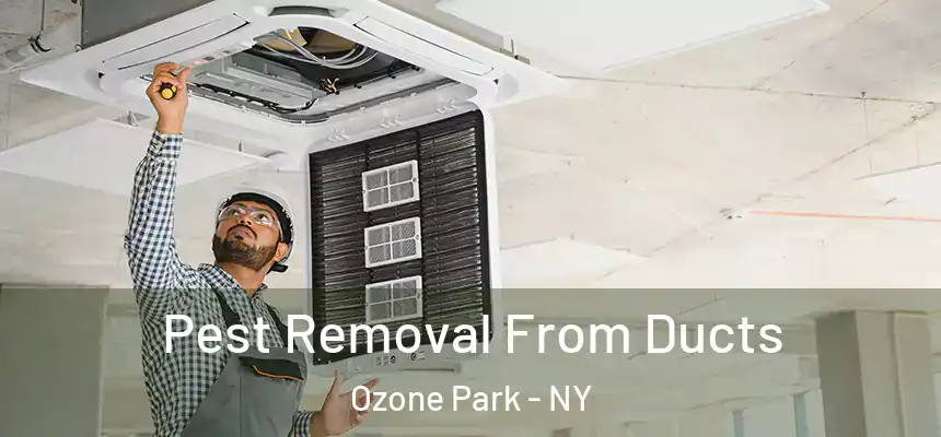 Pest Removal From Ducts Ozone Park - NY
